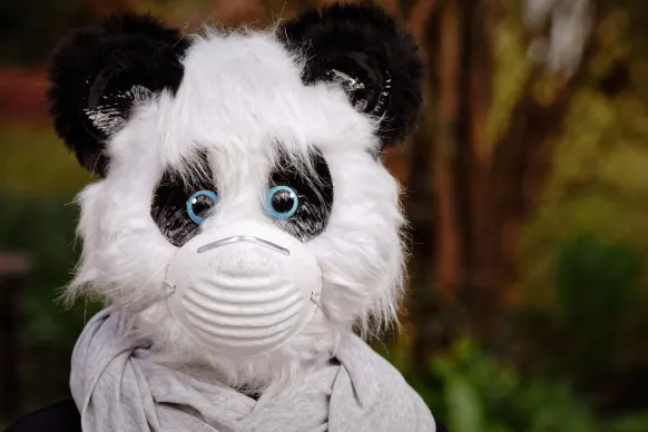 רולרס קזינו תמיכה